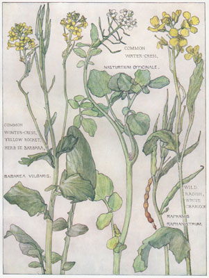 Common Winter-cress, Yellow Rocket, Common Water-cress, Wild Radish, White Charlock